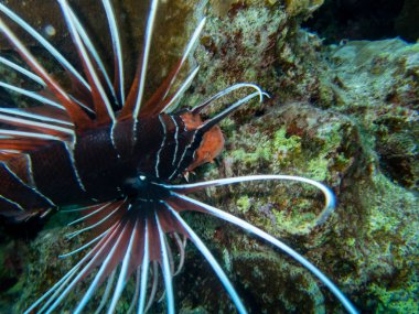 Pterois volitans or Lionfish Zebra in Red Sea coral reef, Egypt, Hurghada