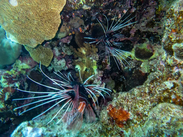 Pterois Volitans Lionfish Zebra Red Sea Coral Reef Egypt Hurghada — Foto de Stock