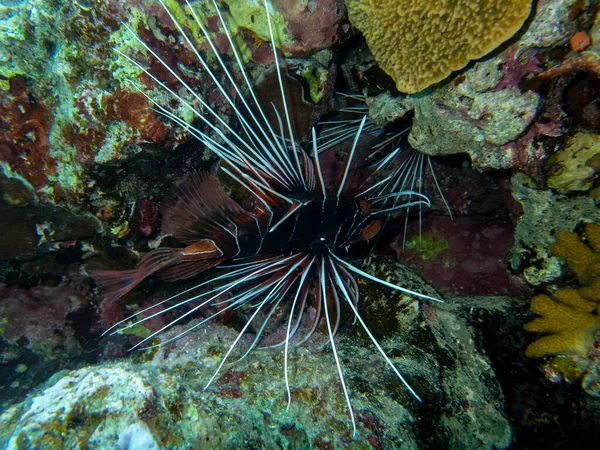 Pterois volitans or Lionfish Zebra in Red Sea coral reef, Egypt, Hurghada