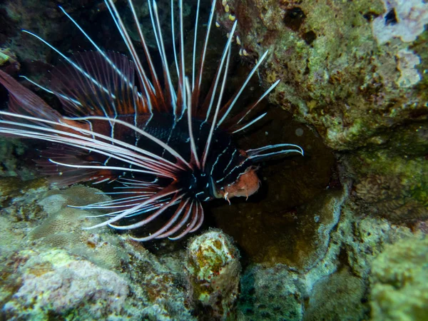 Pterois volitans or Lionfish Zebra in Red Sea coral reef, Egypt, Hurghada