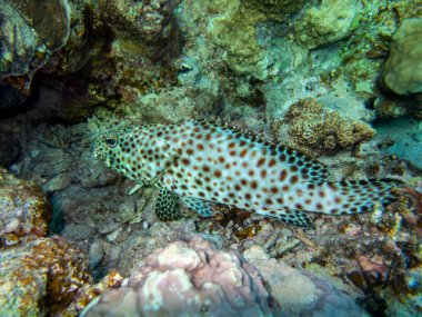 Bright inhabitants of the underwater world of the Red Sea, Hurghada, Egypt