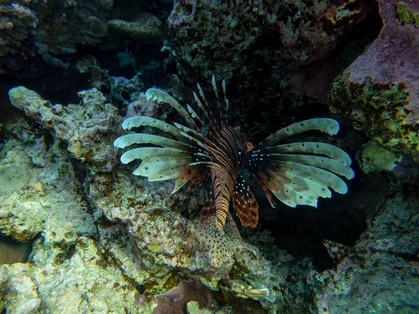 Pterois Volitans Lionfish Zebra Red Sea Coral Reef Egypt Hurghada — Stock Photo, Image