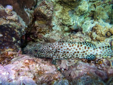 Bright inhabitants of the underwater world of the Red Sea, Hurghada, Egypt