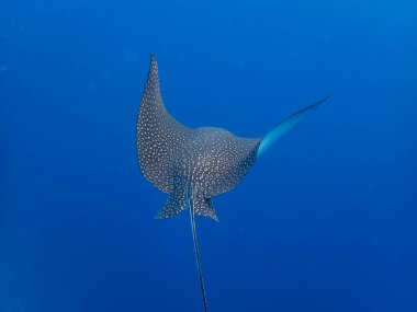 Myliobatidae or Eagle Ray found in the Red Sea, Hurghada, Egypt