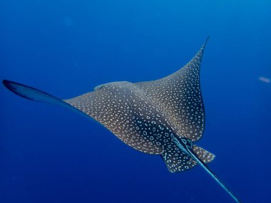 Myliobatidae or Eagle Ray found in the Red Sea, Hurghada, Egypt