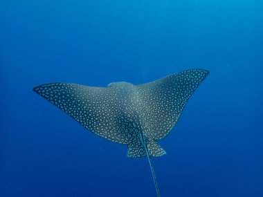 Myliobatidae or Eagle Ray found in the Red Sea, Hurghada, Egypt