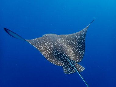 Myliobatidae or Eagle Ray found in the Red Sea, Hurghada, Egypt
