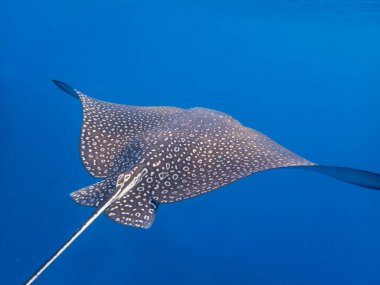 Myliobatidae or Eagle Ray found in the Red Sea, Hurghada, Egypt