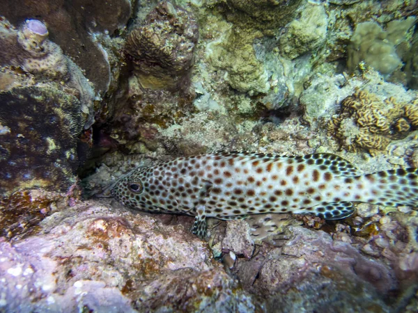 Bright inhabitants of the underwater world of the Red Sea, Hurghada, Egypt