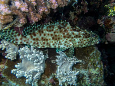 Coral reef in the Red Sea with its many inhabitants, Hurghada, Egypt