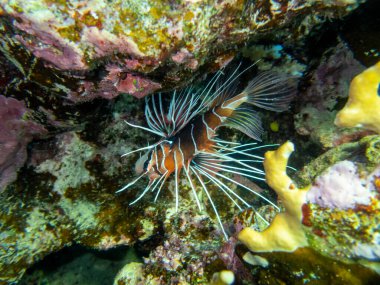 Coral reef in the Red Sea with its many inhabitants, Hurghada, Egypt