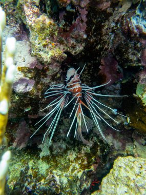 Coral reef in the Red Sea with its many inhabitants, Hurghada, Egypt