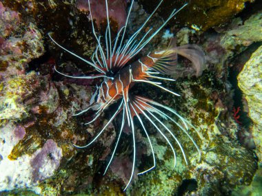 Coral reef in the Red Sea with its many inhabitants, Hurghada, Egypt