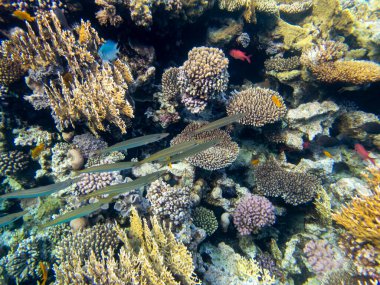 Coral reef in the Red Sea with its many inhabitants, Hurghada, Egypt