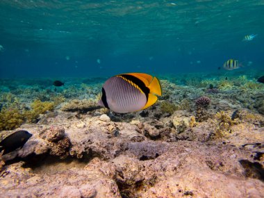Coral reef in the Red Sea with its many inhabitants, Hurghada, Egypt