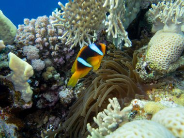 Coral reef in the Red Sea with its many inhabitants, Hurghada, Egypt