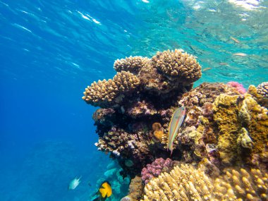 Coral reef in the Red Sea with its many inhabitants, Hurghada, Egypt