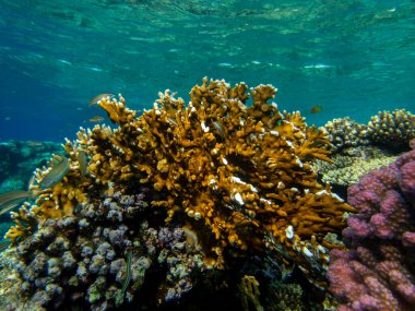Coral reef in the Red Sea with its many inhabitants, Hurghada, Egypt