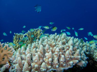 Coral reef in the Red Sea with its many inhabitants, Hurghada, Egypt