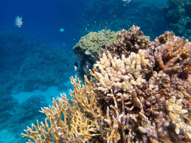Coral reef in the Red Sea with its many inhabitants, Hurghada, Egypt