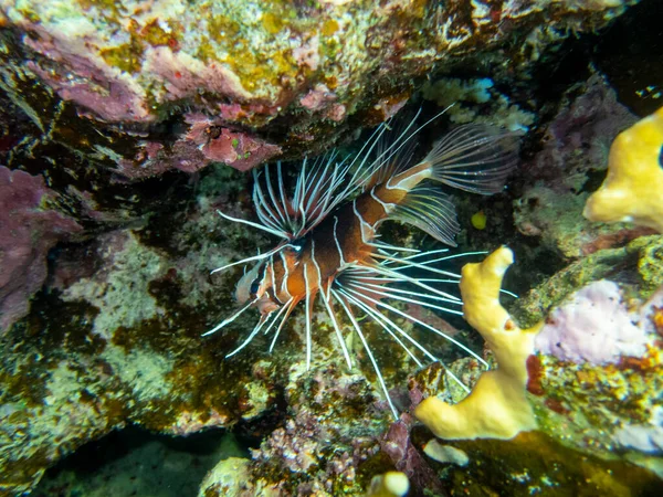 Coral reef in the Red Sea with its many inhabitants, Hurghada, Egypt