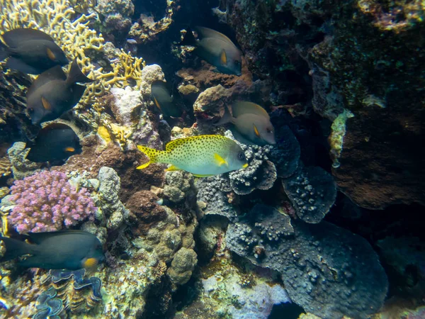 Coral Reef Red Sea Its Many Inhabitants Hurghada Egypt — Photo