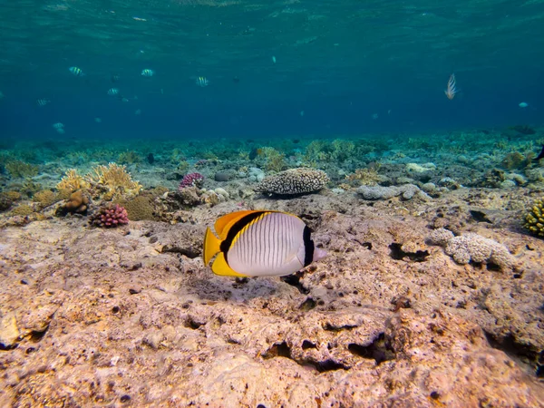 Coral Reef Red Sea Its Many Inhabitants Hurghada Egypt — 图库照片