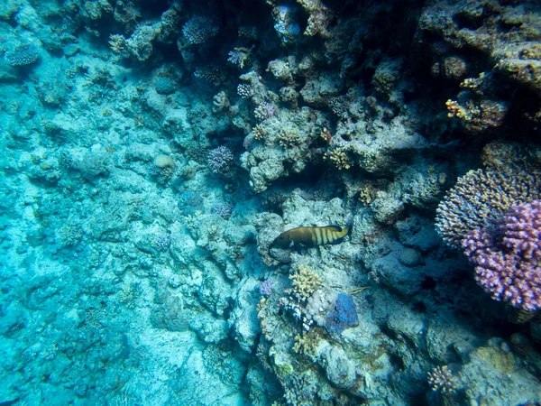 Coral Reef Red Sea Its Many Inhabitants Hurghada Egypt — 图库照片