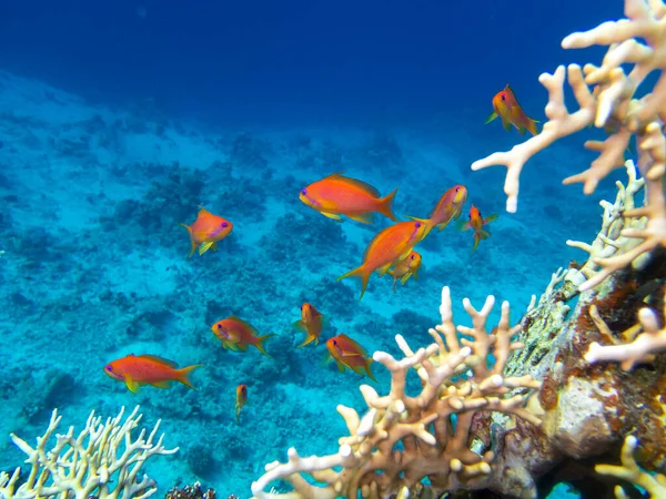 Coral Reef Red Sea Its Many Inhabitants Hurghada Egypt — Stockfoto
