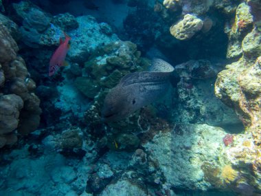 Black moray in the expanses of the coral reef of the Red Sea, Hurghada, Egypt
