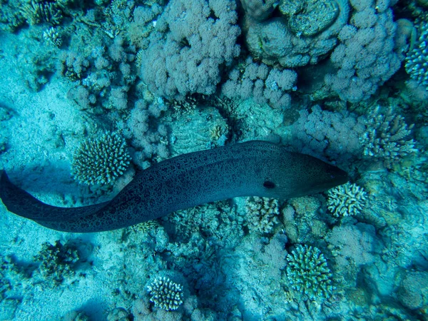 Black Moray Expanses Coral Reef Red Sea Hurghada Egypt — Foto Stock