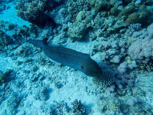 Black Moray Expanses Coral Reef Red Sea Hurghada Egypt — Photo