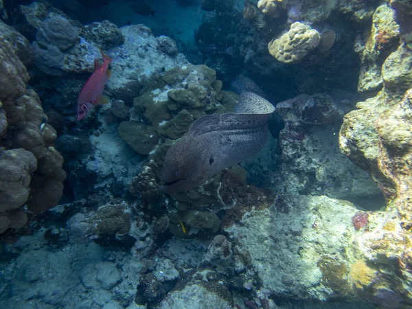 Black Moray Expanses Coral Reef Red Sea Hurghada Egypt — Photo