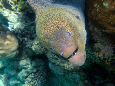 Black moray in the expanses of the coral reef of the Red Sea, Hurghada, Egypt