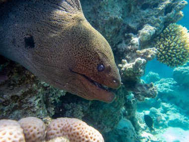 Black moray in the expanses of the coral reef of the Red Sea, Hurghada, Egypt