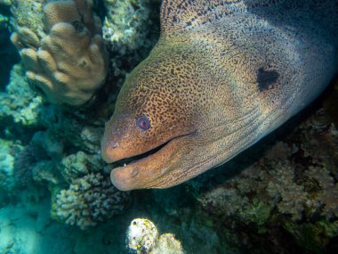 Black moray in the expanses of the coral reef of the Red Sea, Hurghada, Egypt