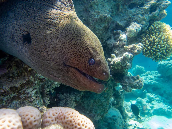 Black Moray Expanses Coral Reef Red Sea Hurghada Egypt — Foto de Stock