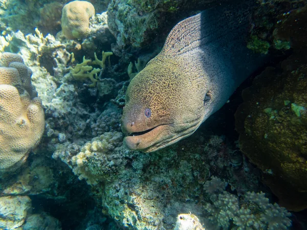 Black Moray Expanses Coral Reef Red Sea Hurghada Egypt — Zdjęcie stockowe