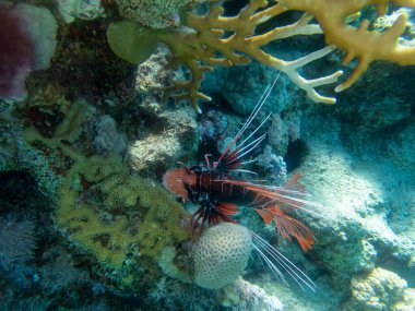 Pterois volitans or Lionfish Zebra in Red Sea coral reef, Egypt, Hurghada