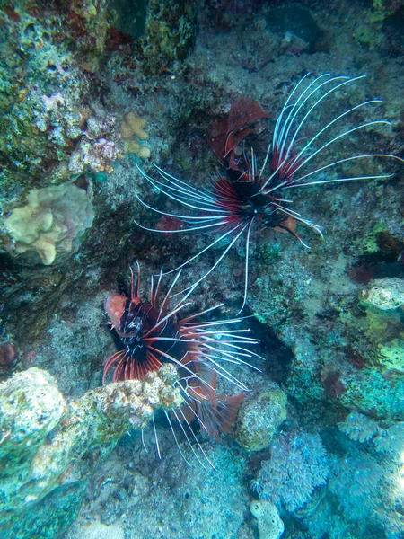 Pterois Volitans Lionfish Zebra Red Sea Coral Reef Egypt Hurghada — Stockfoto