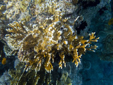 Unusual inhabitants of the sea in the expanses of the coral reef of the Red Sea, Hurghada, Egypt