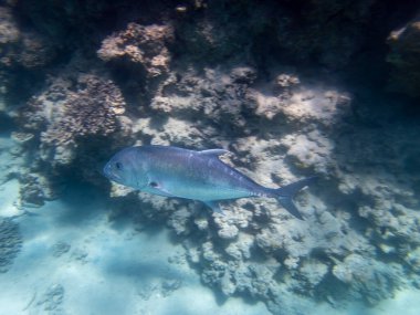 Unusual inhabitants of the sea in the expanses of the coral reef of the Red Sea, Hurghada, Egypt