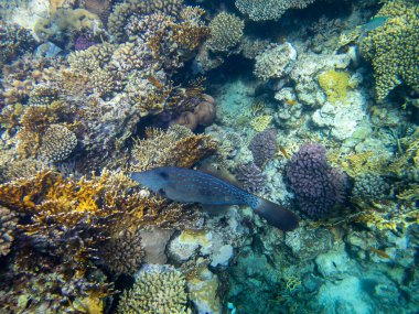 Unusual inhabitants of the sea in the expanses of the coral reef of the Red Sea, Hurghada, Egypt