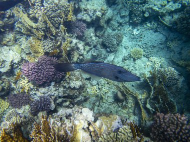 Unusual inhabitants of the sea in the expanses of the coral reef of the Red Sea, Hurghada, Egypt