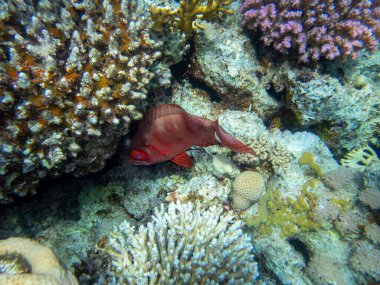 Unusual inhabitants of the sea in the expanses of the coral reef of the Red Sea, Hurghada, Egypt