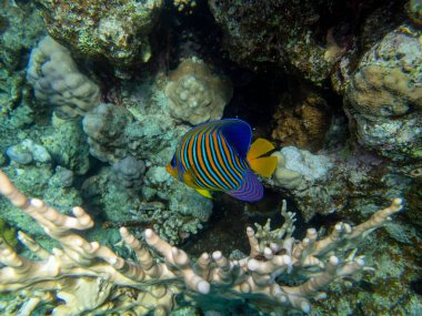 Unusual inhabitants of the sea in the expanses of the coral reef of the Red Sea, Hurghada, Egypt