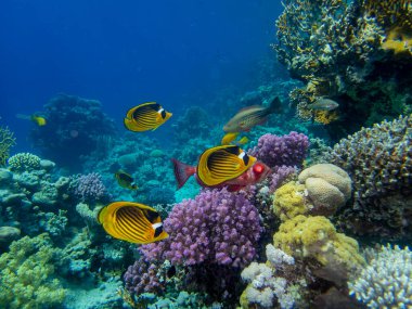 Unusual inhabitants of the sea in the expanses of the coral reef of the Red Sea, Hurghada, Egypt