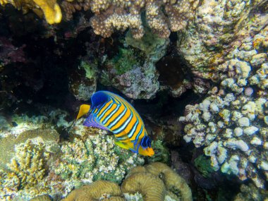 Unusual inhabitants of the sea in the expanses of the coral reef of the Red Sea, Hurghada, Egypt