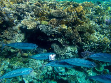 Unusual inhabitants of the sea in the expanses of the coral reef of the Red Sea, Hurghada, Egypt
