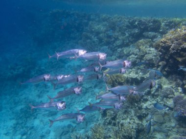 Unusual inhabitants of the sea in the expanses of the coral reef of the Red Sea, Hurghada, Egypt